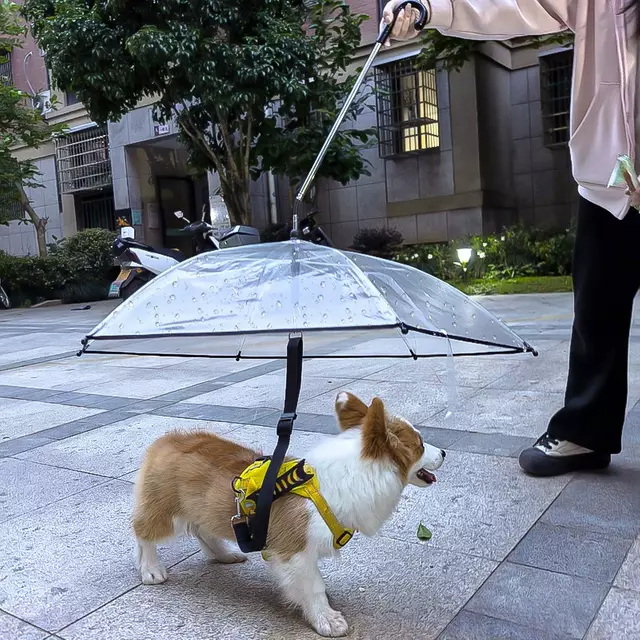 Clear Umbrella Suppliers